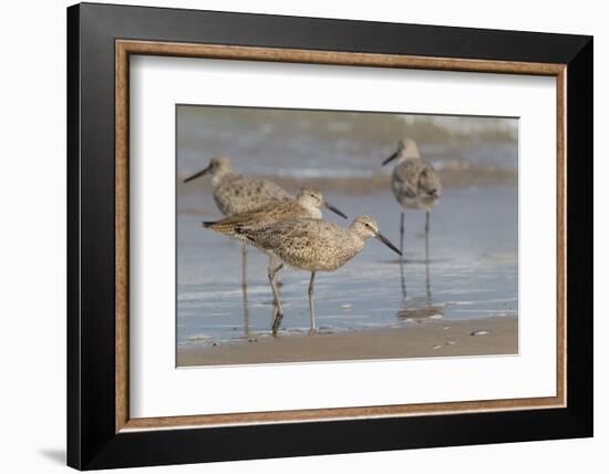 Galveston Island, Texas. Willet Flock on Texas Gulf Coast Beach-Larry Ditto-Framed Photographic Print