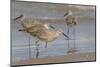 Galveston Island, Texas. Willet Flock on Texas Gulf Coast Beach-Larry Ditto-Mounted Photographic Print