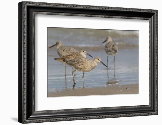 Galveston Island, Texas. Willet Flock on Texas Gulf Coast Beach-Larry Ditto-Framed Photographic Print