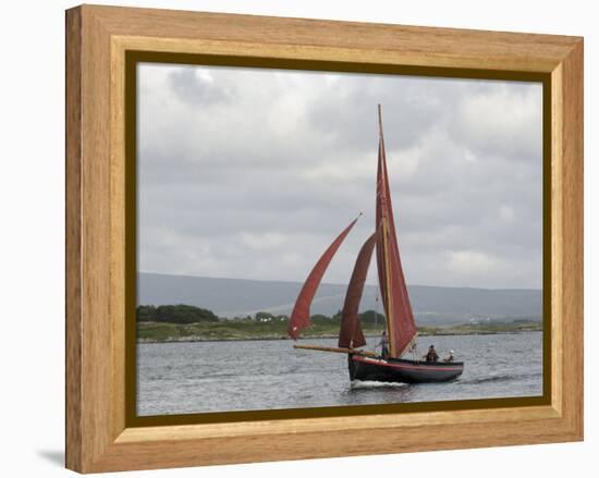 Galway Hookers at Roundstone Regatta, Connemara, County Galway, Connacht, Republic of Ireland-Gary Cook-Framed Premier Image Canvas