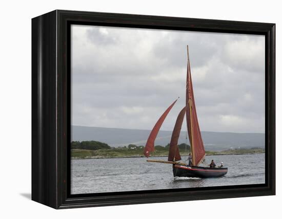 Galway Hookers at Roundstone Regatta, Connemara, County Galway, Connacht, Republic of Ireland-Gary Cook-Framed Premier Image Canvas