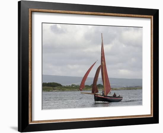 Galway Hookers at Roundstone Regatta, Connemara, County Galway, Connacht, Republic of Ireland-Gary Cook-Framed Photographic Print