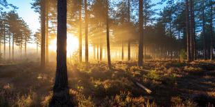 Sunrise in Misty Woods Near Wareham, Dorset, England, Uk-Galyaivanova-Premier Image Canvas