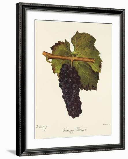 Gamay Freaux Grape-J. Troncy-Framed Giclee Print