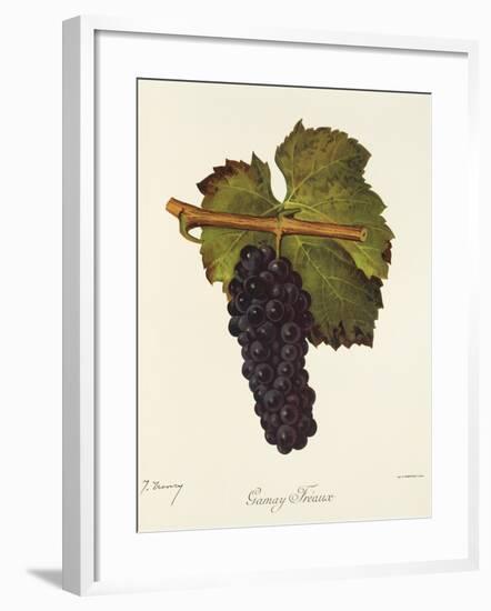 Gamay Freaux Grape-J. Troncy-Framed Giclee Print