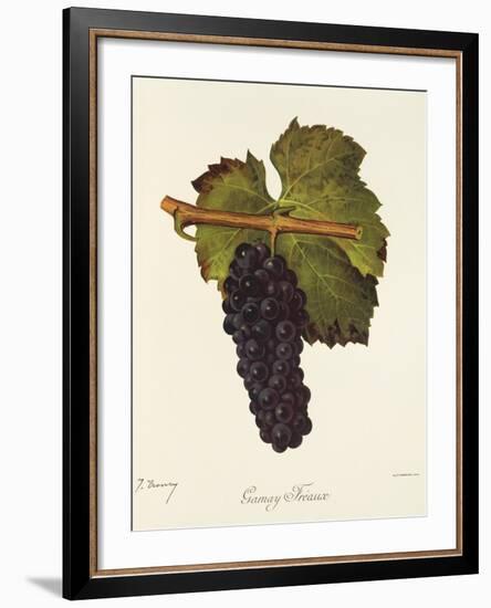 Gamay Freaux Grape-J. Troncy-Framed Giclee Print