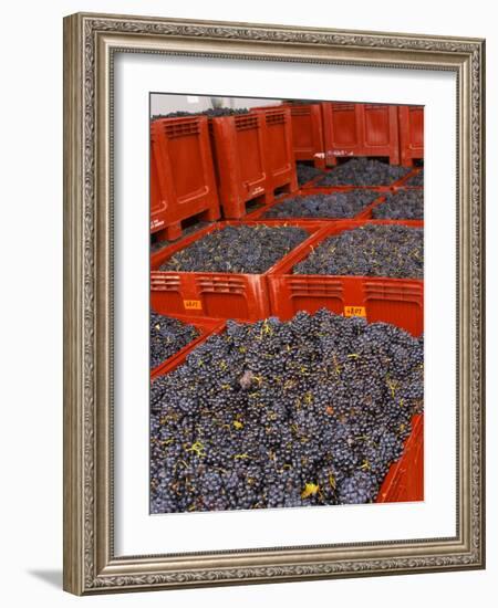 Gamay Grapes at Georges Duboeuf Winery, Romaneche-Thorins, Beaujolais, Bourgogne, France-Per Karlsson-Framed Photographic Print