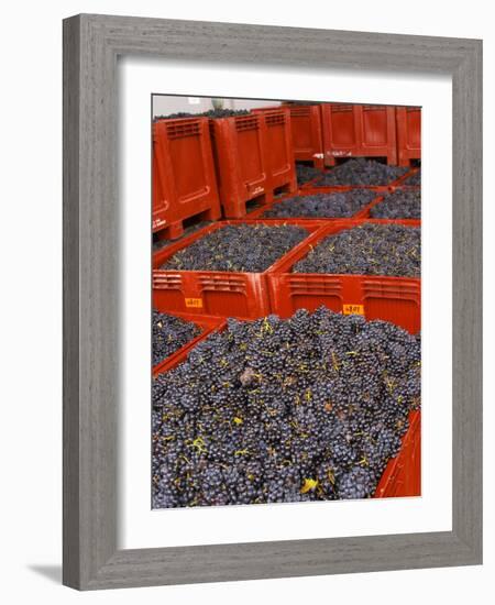 Gamay Grapes at Georges Duboeuf Winery, Romaneche-Thorins, Beaujolais, Bourgogne, France-Per Karlsson-Framed Photographic Print