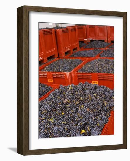 Gamay Grapes at Georges Duboeuf Winery, Romaneche-Thorins, Beaujolais, Bourgogne, France-Per Karlsson-Framed Photographic Print