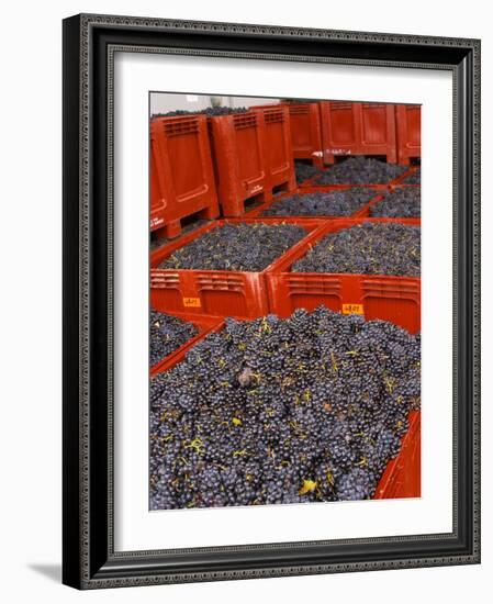 Gamay Grapes at Georges Duboeuf Winery, Romaneche-Thorins, Beaujolais, Bourgogne, France-Per Karlsson-Framed Photographic Print