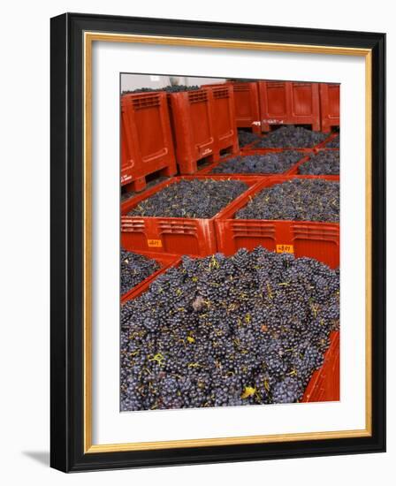 Gamay Grapes at Georges Duboeuf Winery, Romaneche-Thorins, Beaujolais, Bourgogne, France-Per Karlsson-Framed Photographic Print