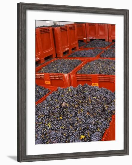 Gamay Grapes at Georges Duboeuf Winery, Romaneche-Thorins, Beaujolais, Bourgogne, France-Per Karlsson-Framed Photographic Print