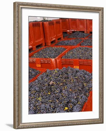 Gamay Grapes at Georges Duboeuf Winery, Romaneche-Thorins, Beaujolais, Bourgogne, France-Per Karlsson-Framed Photographic Print