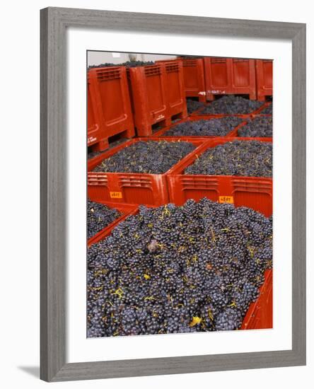 Gamay Grapes at Georges Duboeuf Winery, Romaneche-Thorins, Beaujolais, Bourgogne, France-Per Karlsson-Framed Photographic Print