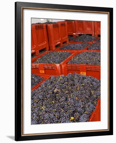 Gamay Grapes at Georges Duboeuf Winery, Romaneche-Thorins, Beaujolais, Bourgogne, France-Per Karlsson-Framed Photographic Print