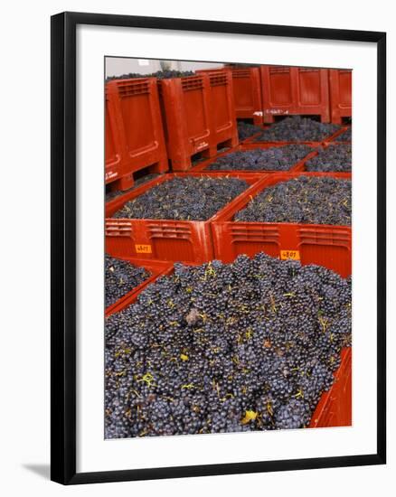 Gamay Grapes at Georges Duboeuf Winery, Romaneche-Thorins, Beaujolais, Bourgogne, France-Per Karlsson-Framed Photographic Print