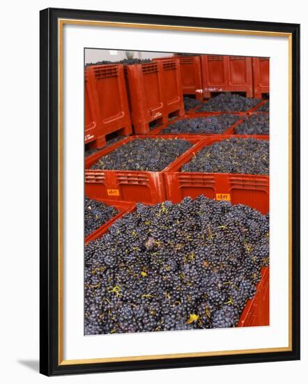 Gamay Grapes at Georges Duboeuf Winery, Romaneche-Thorins, Beaujolais, Bourgogne, France-Per Karlsson-Framed Photographic Print