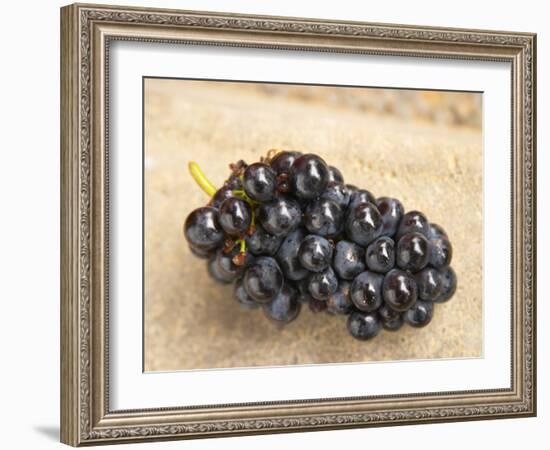 Gamay Grapes at Georges Duboeuf Winery, Romaneche-Thorins, Beaujolais, Bourgogne, France-Per Karlsson-Framed Photographic Print