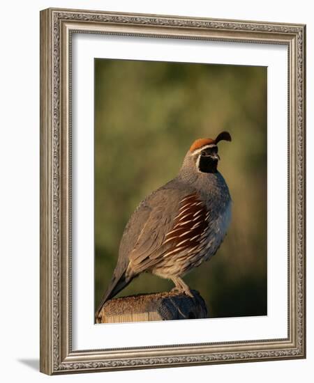 Gambel's quail, Bosque del Apache National Wildlife Refuge, New Mexico-Maresa Pryor-Luzier-Framed Photographic Print