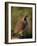 Gambel's quail, Bosque del Apache National Wildlife Refuge, New Mexico-Maresa Pryor-Luzier-Framed Photographic Print