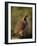 Gambel's quail, Bosque del Apache National Wildlife Refuge, New Mexico-Maresa Pryor-Luzier-Framed Photographic Print