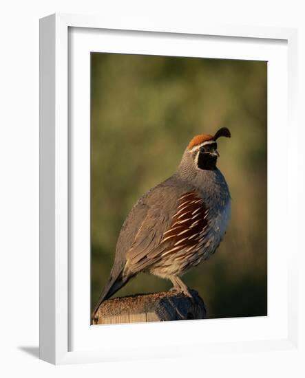 Gambel's quail, Bosque del Apache National Wildlife Refuge, New Mexico-Maresa Pryor-Luzier-Framed Photographic Print