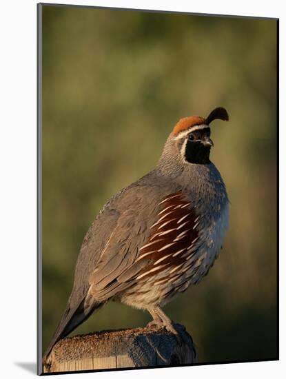 Gambel's quail, Bosque del Apache National Wildlife Refuge, New Mexico-Maresa Pryor-Luzier-Mounted Photographic Print