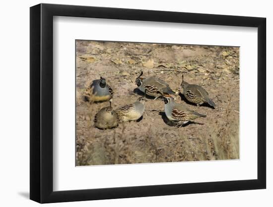 Gambel's Quail (Callipepla gambelii) covey feeding-Larry Ditto-Framed Photographic Print