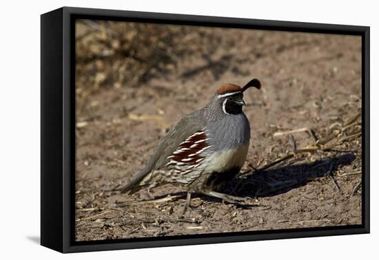 Gambel's Quail (Callipepla Gambelii)-James Hager-Framed Premier Image Canvas