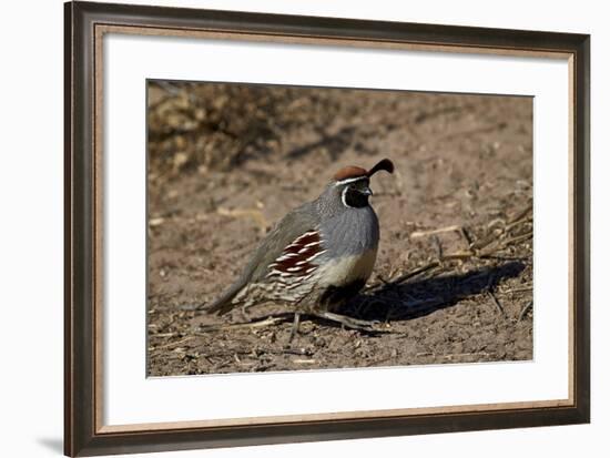 Gambel's Quail (Callipepla Gambelii)-James Hager-Framed Photographic Print