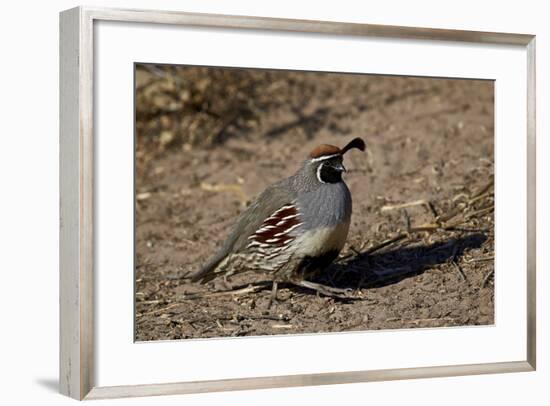 Gambel's Quail (Callipepla Gambelii)-James Hager-Framed Photographic Print