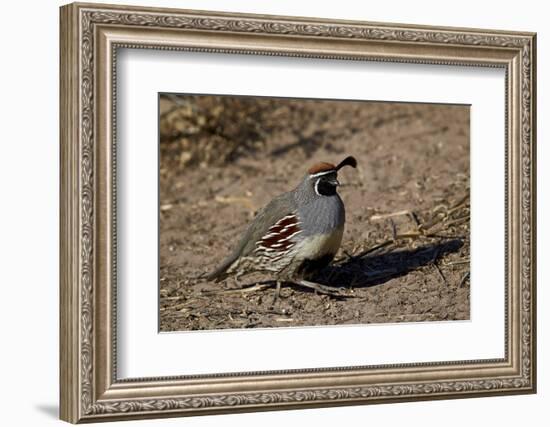 Gambel's Quail (Callipepla Gambelii)-James Hager-Framed Photographic Print