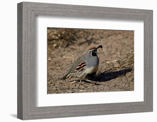 Gambel's Quail (Callipepla Gambelii)-James Hager-Framed Photographic Print