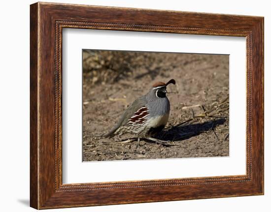 Gambel's Quail (Callipepla Gambelii)-James Hager-Framed Photographic Print