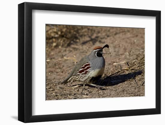 Gambel's Quail (Callipepla Gambelii)-James Hager-Framed Photographic Print