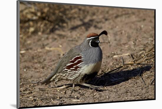 Gambel's Quail (Callipepla Gambelii)-James Hager-Mounted Photographic Print