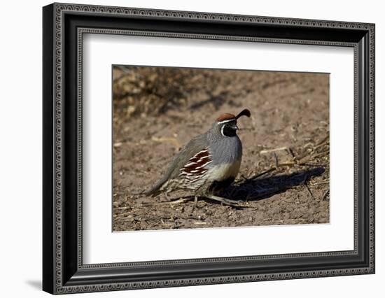 Gambel's Quail (Callipepla Gambelii)-James Hager-Framed Photographic Print