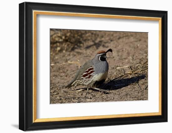 Gambel's Quail (Callipepla Gambelii)-James Hager-Framed Photographic Print