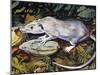 Gambian Pouched Rat or African Giant Pouched Rat (Cricetomys Gambianus), Nesomyidae-null-Mounted Giclee Print