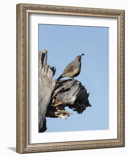 Gamble's quail, Callipepla gambelii, Bosque del Apache NWR, New Mexico-Maresa Pryor-Framed Photographic Print