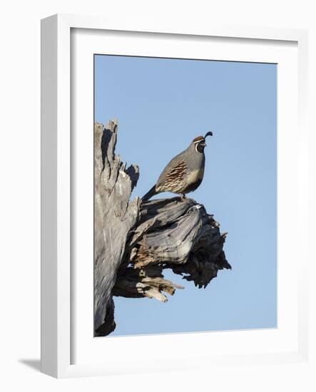 Gamble's quail, Callipepla gambelii, Bosque del Apache NWR, New Mexico-Maresa Pryor-Framed Photographic Print