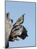 Gamble's quail, Callipepla gambelii, Bosque del Apache NWR, New Mexico-Maresa Pryor-Mounted Photographic Print