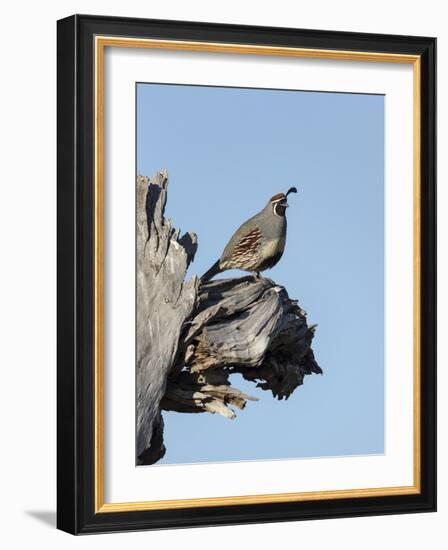 Gamble's quail, Callipepla gambelii, Bosque del Apache NWR, New Mexico-Maresa Pryor-Framed Photographic Print