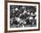 Game Between the Baltimore Colts Vs. the Chicago Bears-George Silk-Framed Premium Photographic Print