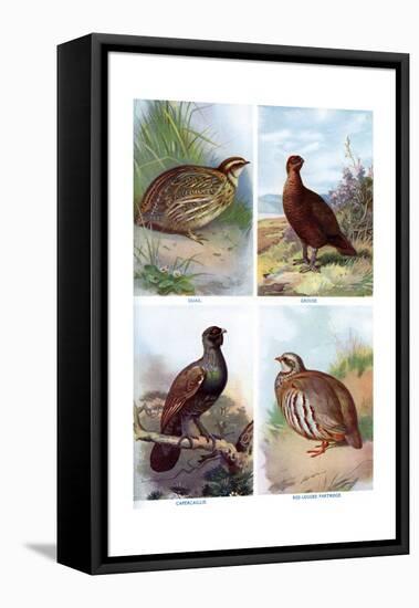 Game Birds from Harmsworth Natural History, 1910-Richard Lydekker-Framed Premier Image Canvas