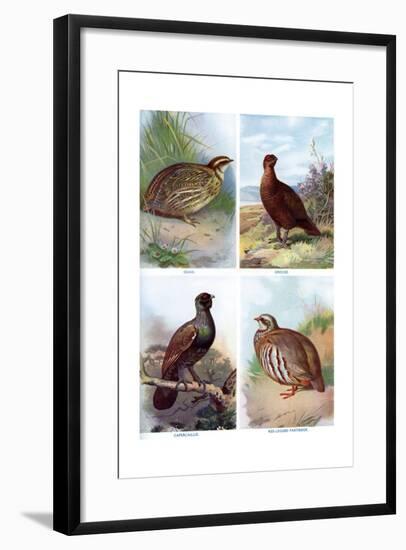 Game Birds from Harmsworth Natural History, 1910-Richard Lydekker-Framed Giclee Print