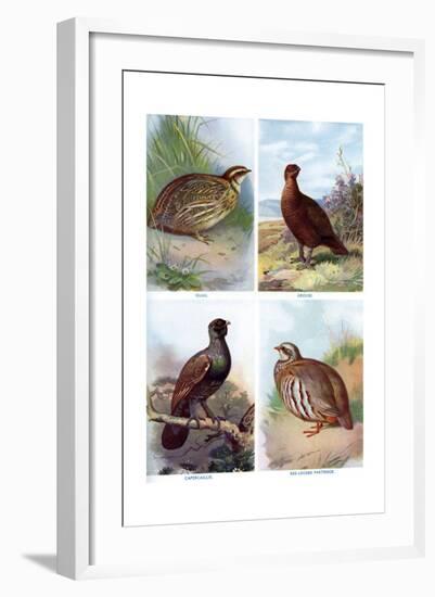 Game Birds from Harmsworth Natural History, 1910-Richard Lydekker-Framed Giclee Print