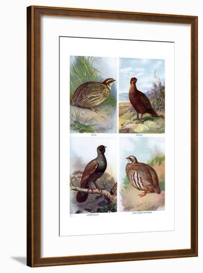 Game Birds from Harmsworth Natural History, 1910-Richard Lydekker-Framed Giclee Print