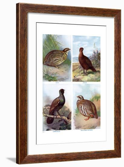 Game Birds from Harmsworth Natural History, 1910-Richard Lydekker-Framed Giclee Print