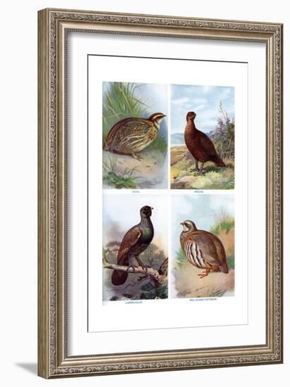 Game Birds from Harmsworth Natural History, 1910-Richard Lydekker-Framed Giclee Print